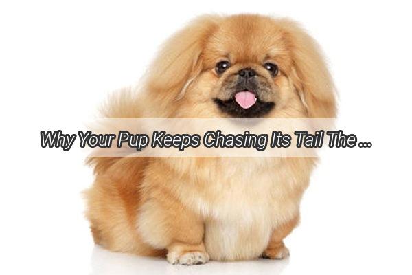 Why Your Pup Keeps Chasing Its Tail The Surprising Secrets Behind This Common Canine Behavior